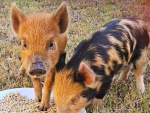 Screenshot 2025-12-30 111404