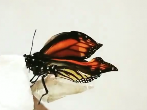 butterfly