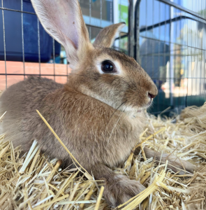 Screenshot 2025-12-30 111250