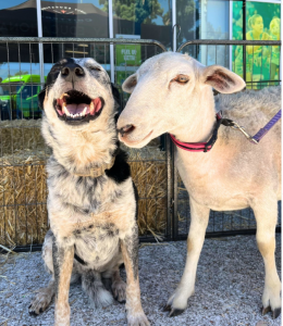 Screenshot 2025-12-30 111329