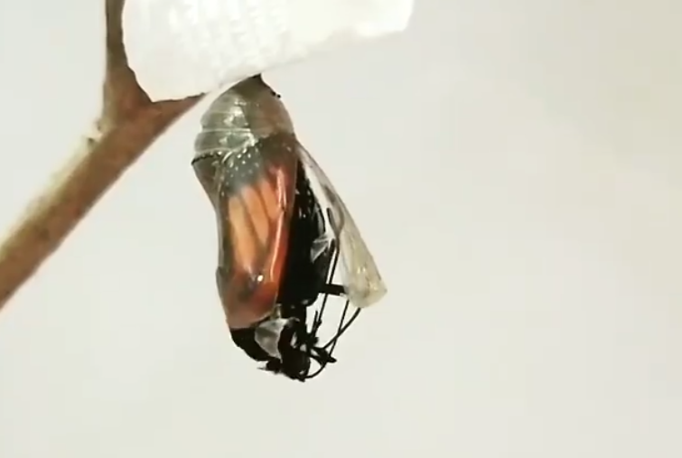 Screenshot 2025-12-30 115035