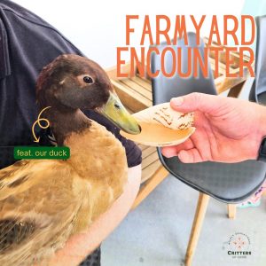 farmyardc
